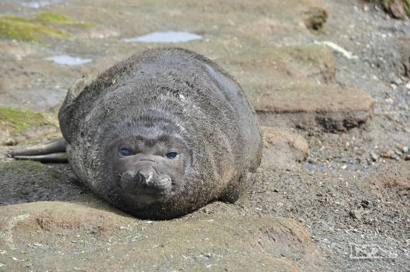 Um preguiçoso filhote de elefante-marinho em Salisbury Plain, na Geórgia do Sul